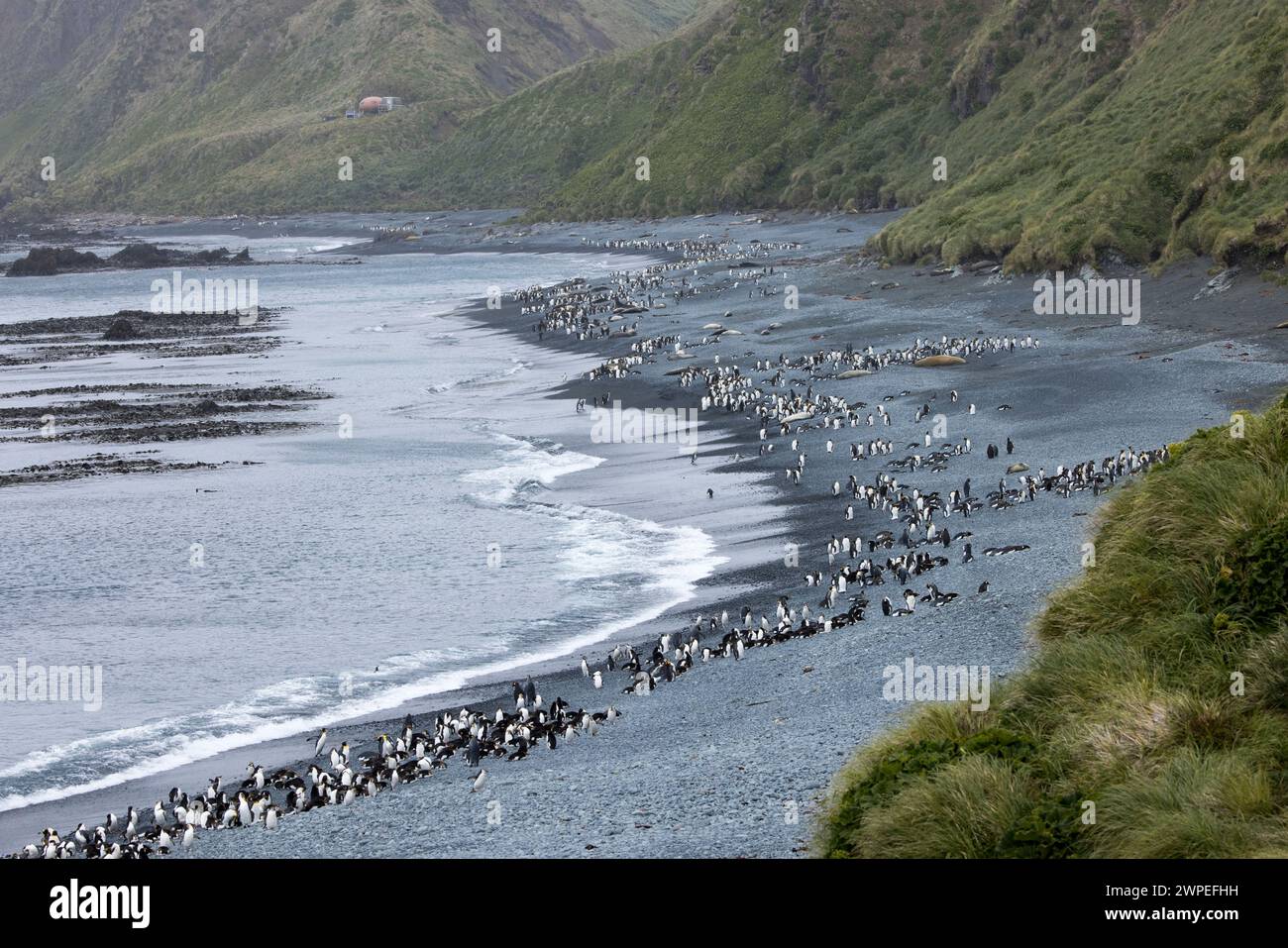 Königspinguine (Aptenodytes patagonicus) und Königspinguine (Eudyptes schlegeli) vermischten sich am Strand von Macquarie Island in Australien Stockfoto