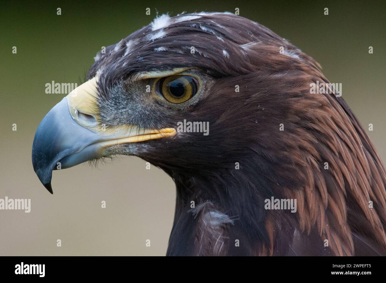 Golden Eagle Nahaufnahme Porträt in Profilansicht Stockfoto