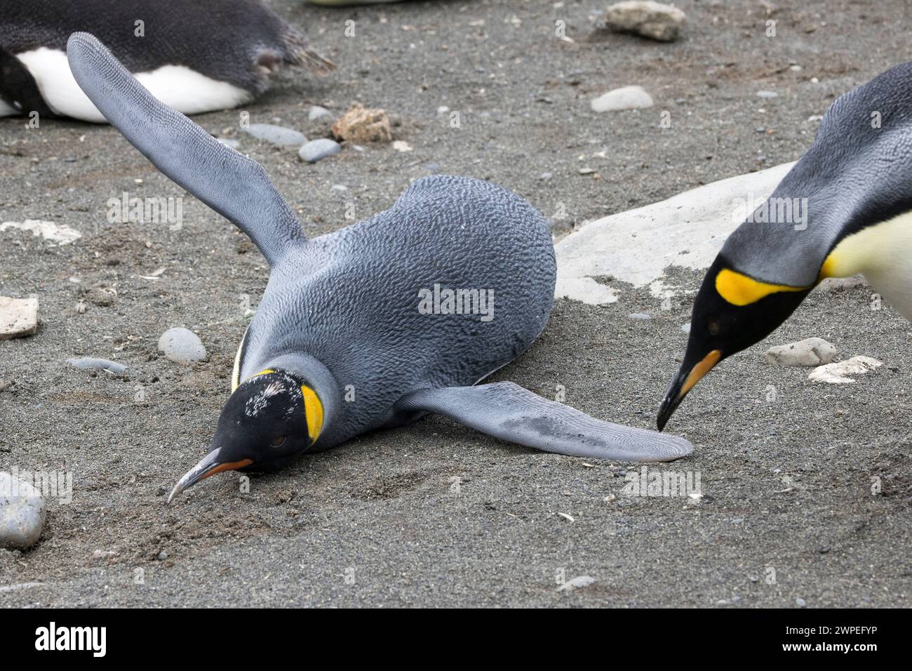 Königspinguin (Aptenodytes patagonicus) auf der subantarktischen Macquarie-Insel Australien Stockfoto