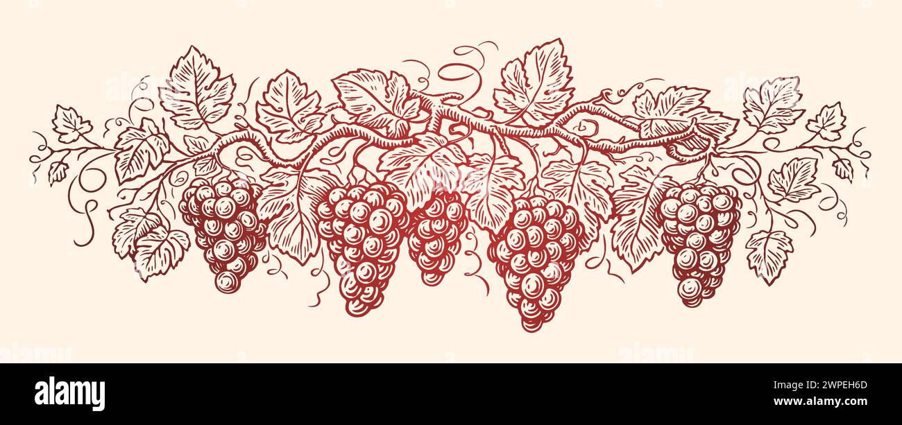 Reben mit Trauben und Blättern. Weinrebe, Weinberg. Handgezeichnete Skizze Vintage Vektor Illustration Stock Vektor