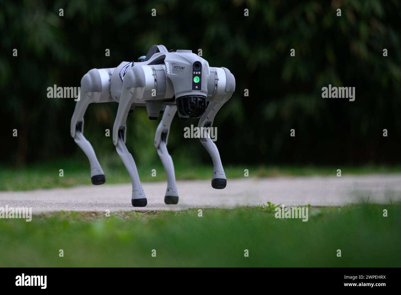 Der Roboterhund Milan Rajcevic, Inhaber und Direktor der Firma Notum Robotics, ging durch den Park von Dr. Franjo Tudjman in Velika Gorica. Passanten und ihre Hunde interessierten sich gleichermaßen für den Roboter. Der Roboterhund ist ein kommerzielles Produkt, das auf Bestellung hergestellt wird, und was interessant und einzigartig daran ist, sind die Softwarelösungen. Es geht darum, dass diese Plattform autonom ist, ohne menschliches Eingreifen und mit minimaler Wartung, um Aufgaben gemäß ihrem Programm auszuführen, unter unbekannten Umständen auf unbekanntem Gelände zu navigieren. Die Anwendungen sind vom Sicherheits-ap aus unbegrenzt Stockfoto
