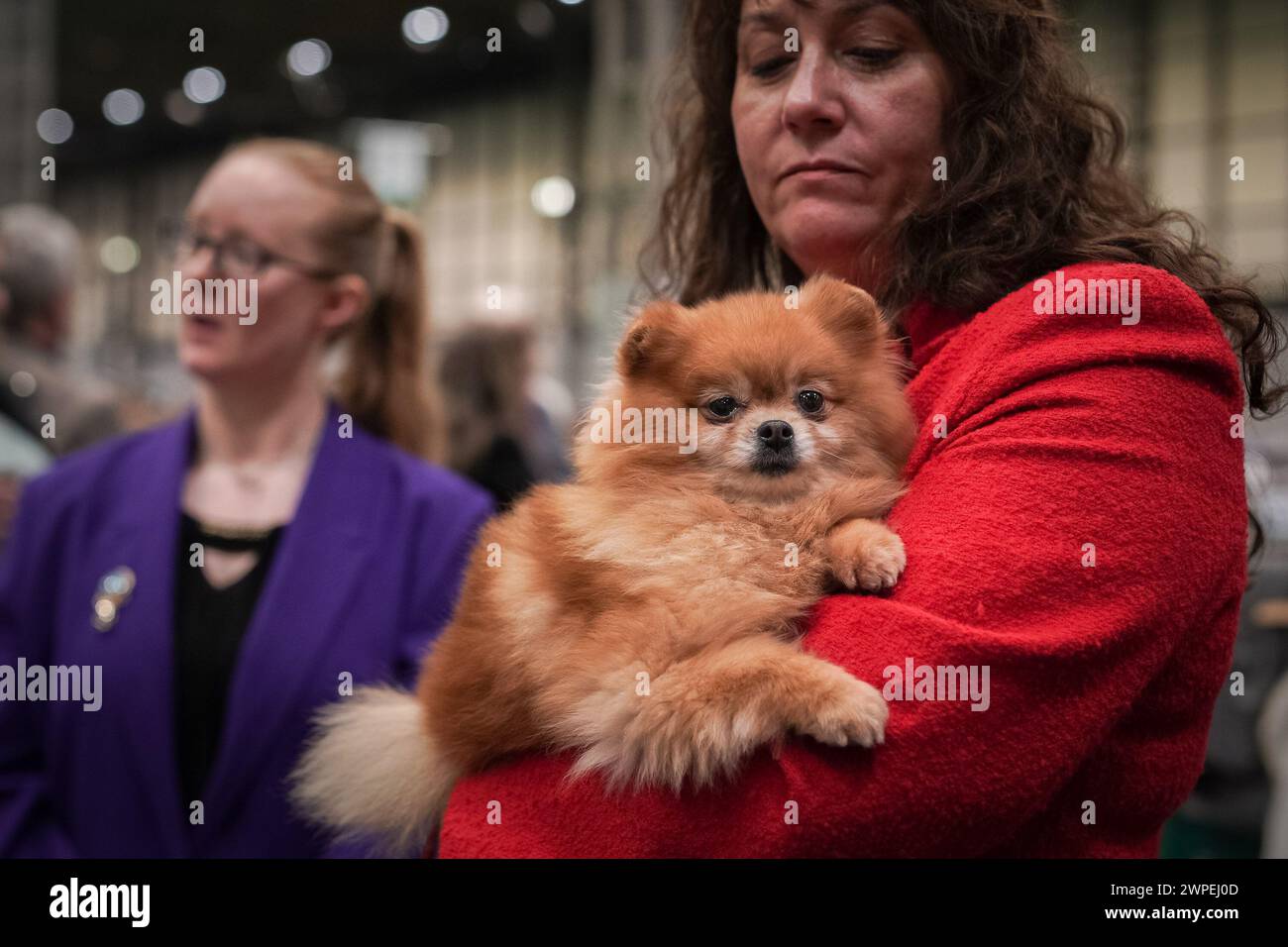 Birmingham, Großbritannien. März 2024. Crufts 2024: Tag 1 der weltberühmten Hundeshow im NEC in Birmingham. Mehr als 25.000 Hunde und 166.000 Fans werden während der dreitägigen Show besuchen, bevor Best in Show am letzten Tag ausgezeichnet wird. Guy Corbishley/Alamy Live News Stockfoto