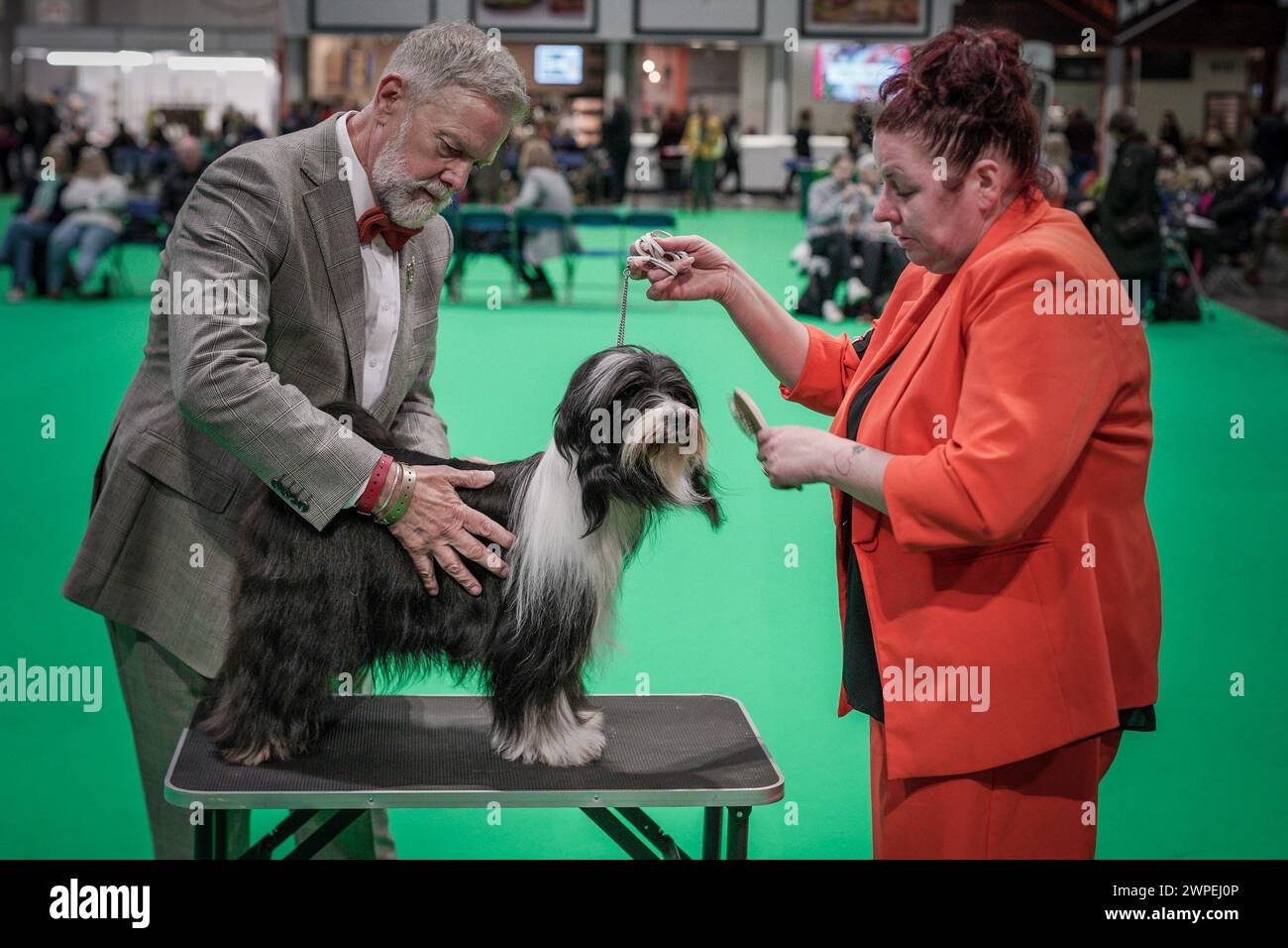 Birmingham, Großbritannien. März 2024. Crufts 2024: Tag 1 der weltberühmten Hundeshow im NEC in Birmingham. Mehr als 25.000 Hunde und 166.000 Fans werden während der dreitägigen Show besuchen, bevor Best in Show am letzten Tag ausgezeichnet wird. Guy Corbishley/Alamy Live News Stockfoto