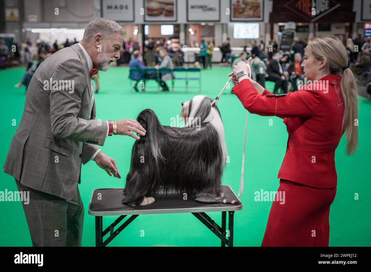 Birmingham, Großbritannien. März 2024. Crufts 2024: Tag 1 der weltberühmten Hundeshow im NEC in Birmingham. Mehr als 25.000 Hunde und 166.000 Fans werden während der dreitägigen Show besuchen, bevor Best in Show am letzten Tag ausgezeichnet wird. Guy Corbishley/Alamy Live News Stockfoto