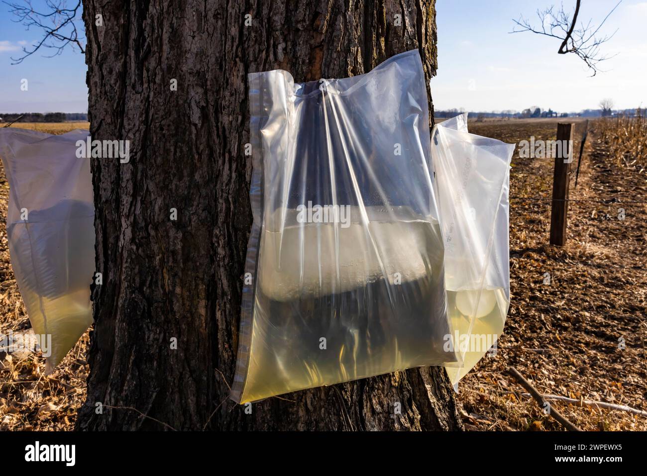 Plastiktüten zum Auffangen von zuckerahornsaft, mit Eis nach einem kalten Schnappschuss, auf einer Amischen Farm in Mecosta County, Michigan, USA Stockfoto