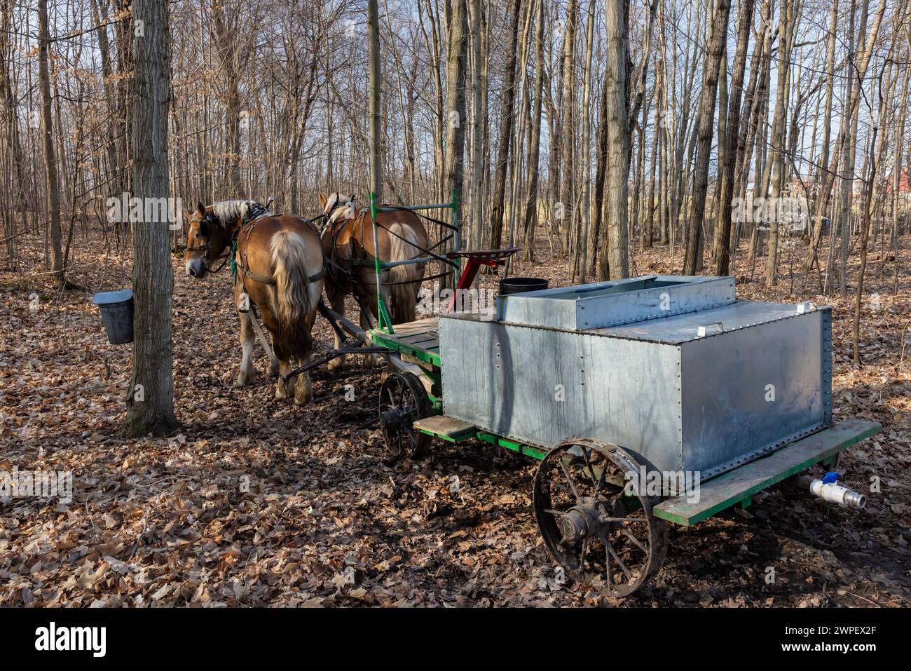 Pferdewagen mit Tank zum Sammeln von ahornsaft auf einer Amischen Farm im Mecosta County, Michigan, USA Stockfoto