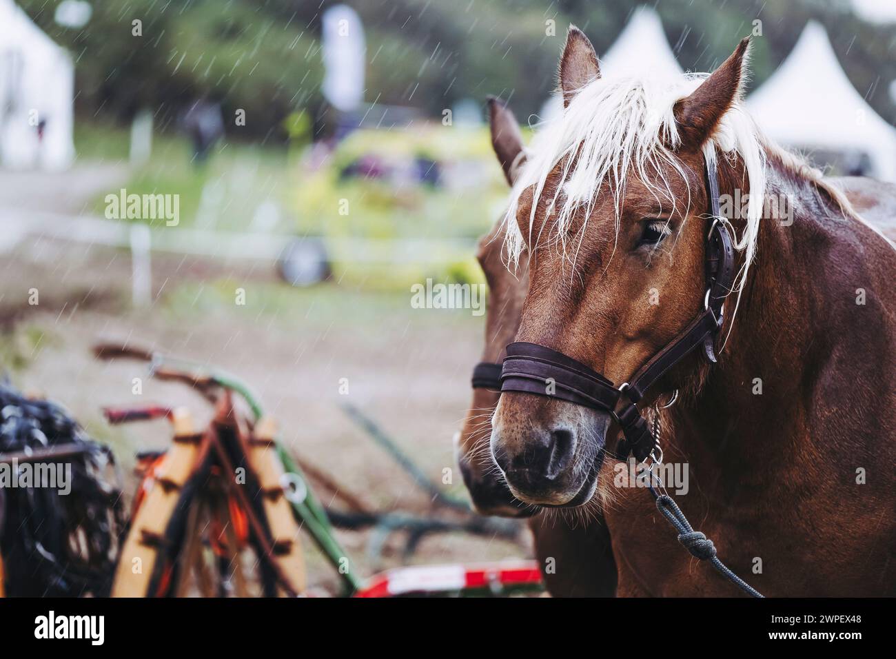 Porträt eines braunen Zugpferdes mit seiner Zugausrüstung Stockfoto