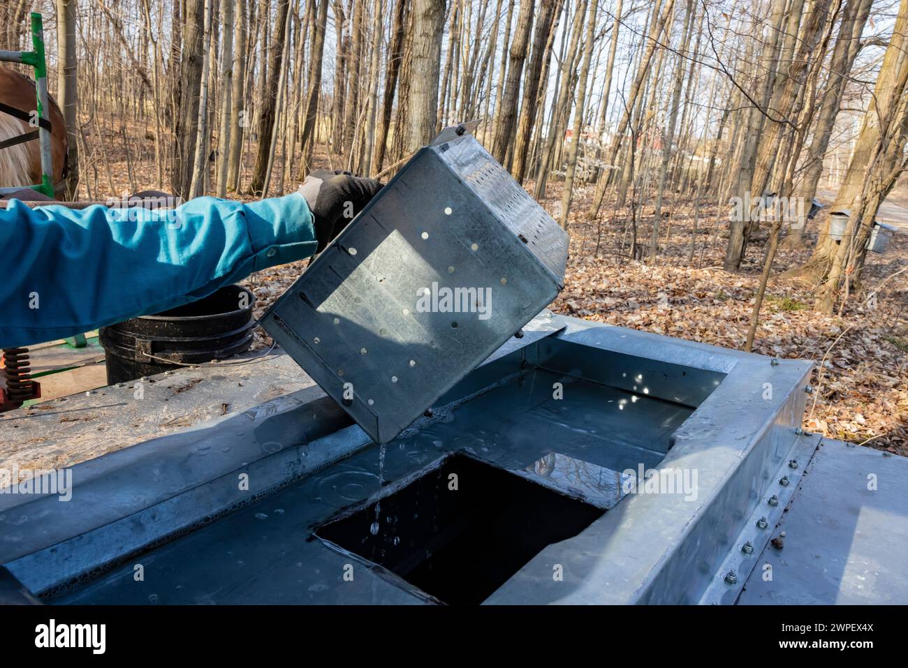 Metallfilter zur Entfernung grober Pflanzenrückstände aus dem in den Tank gegossenen sap auf einer Amish-Farm in Mecosta County, Michigan, USA Stockfoto