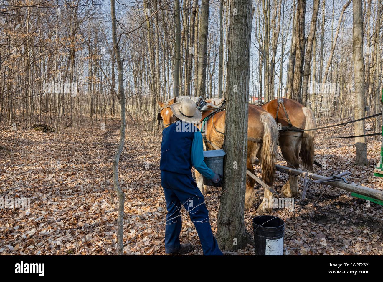 Junger Mann sammelt ahornsaft aus Eimern auf einer Amischen Farm in Michigan, USA Stockfoto
