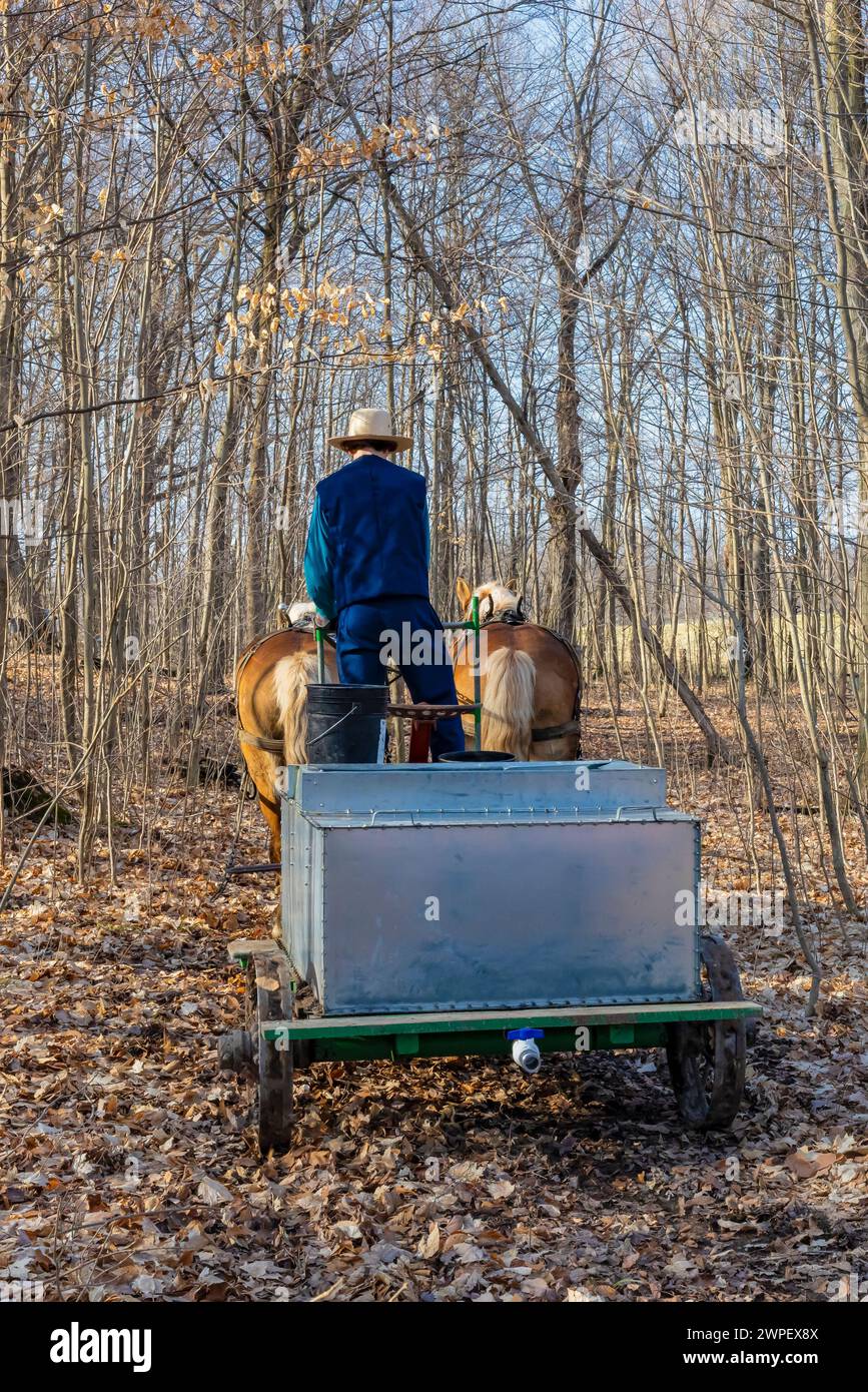 Pferdewagen mit Tank zum Sammeln von ahornsaft auf einer Amischen Farm im Mecosta County, Michigan, USA Stockfoto