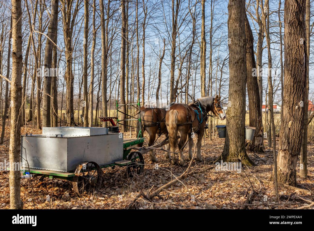 Pferdewagen mit Tank zum Sammeln von ahornsaft auf einer Amischen Farm im Mecosta County, Michigan, USA Stockfoto