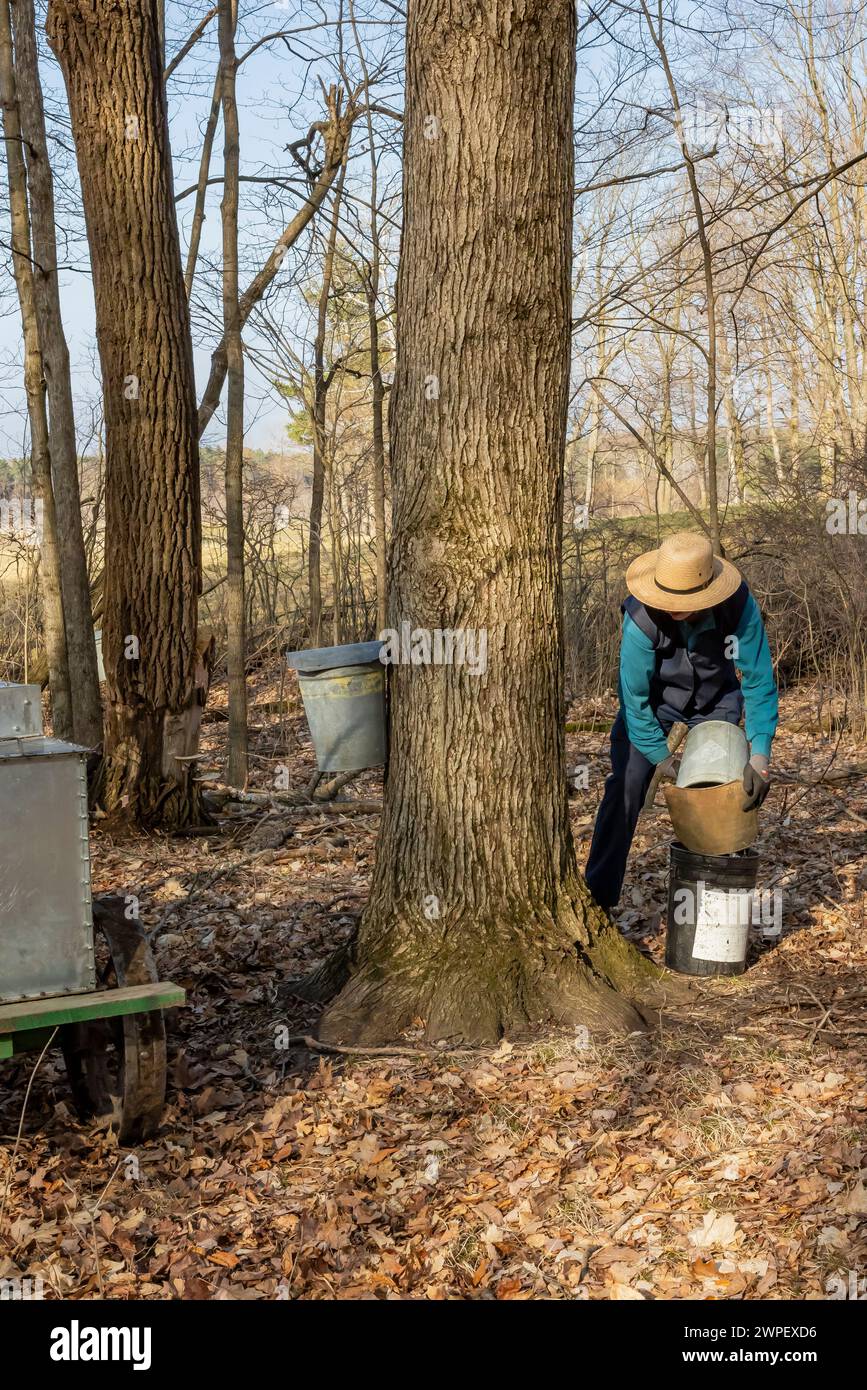 Junger Mann, der Ahorn-sap-Eimer auf einer Amish-Farm in Michigan, USA leert [keine Modellveröffentlichung; nur redaktionelle Lizenzierung] Stockfoto