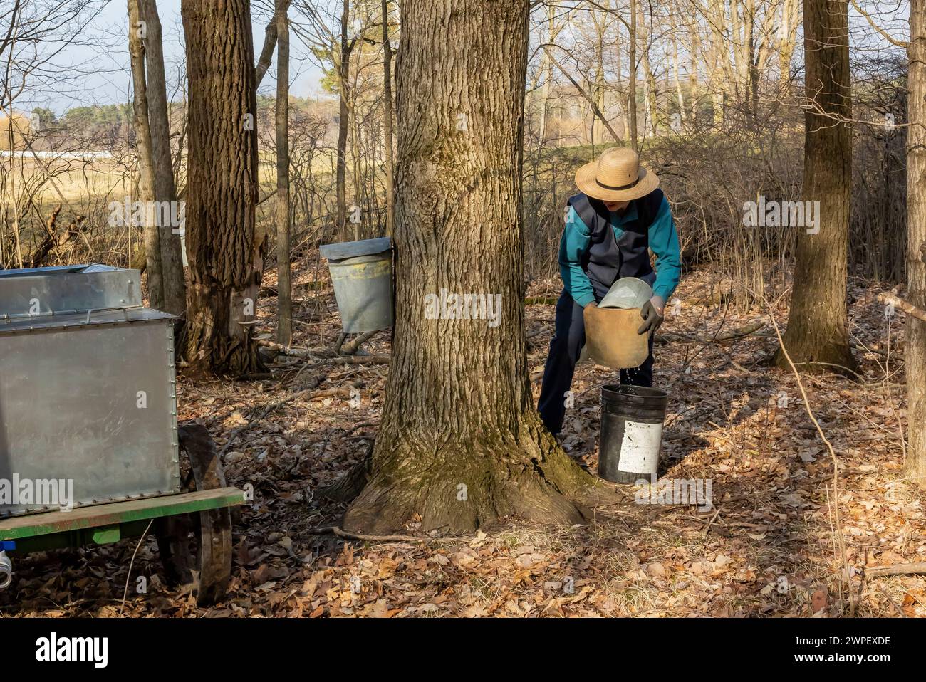 Junger Mann, der Ahorn-sap-Eimer auf einer Amish-Farm in Michigan, USA leert [keine Modellveröffentlichung; nur redaktionelle Lizenzierung] Stockfoto