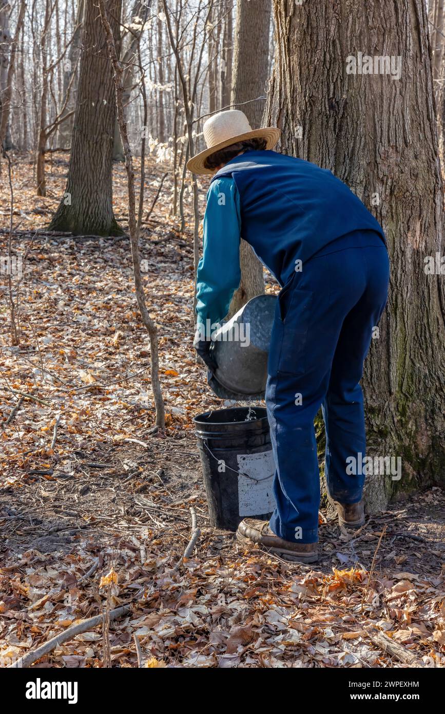 Junger Mann, der Ahorn-sap-Eimer auf einer Amish-Farm in Michigan, USA leert [keine Modellveröffentlichung; nur redaktionelle Lizenzierung] Stockfoto