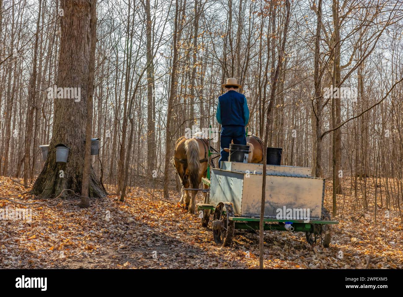 Junger Mann, der einen Pferdewagen mit Tank fährt, der ahornsaft auf einer Amischen Farm in Mecosta County, Michigan, USA sammelt [keine Modellveröffentlichung; Editorial Stockfoto