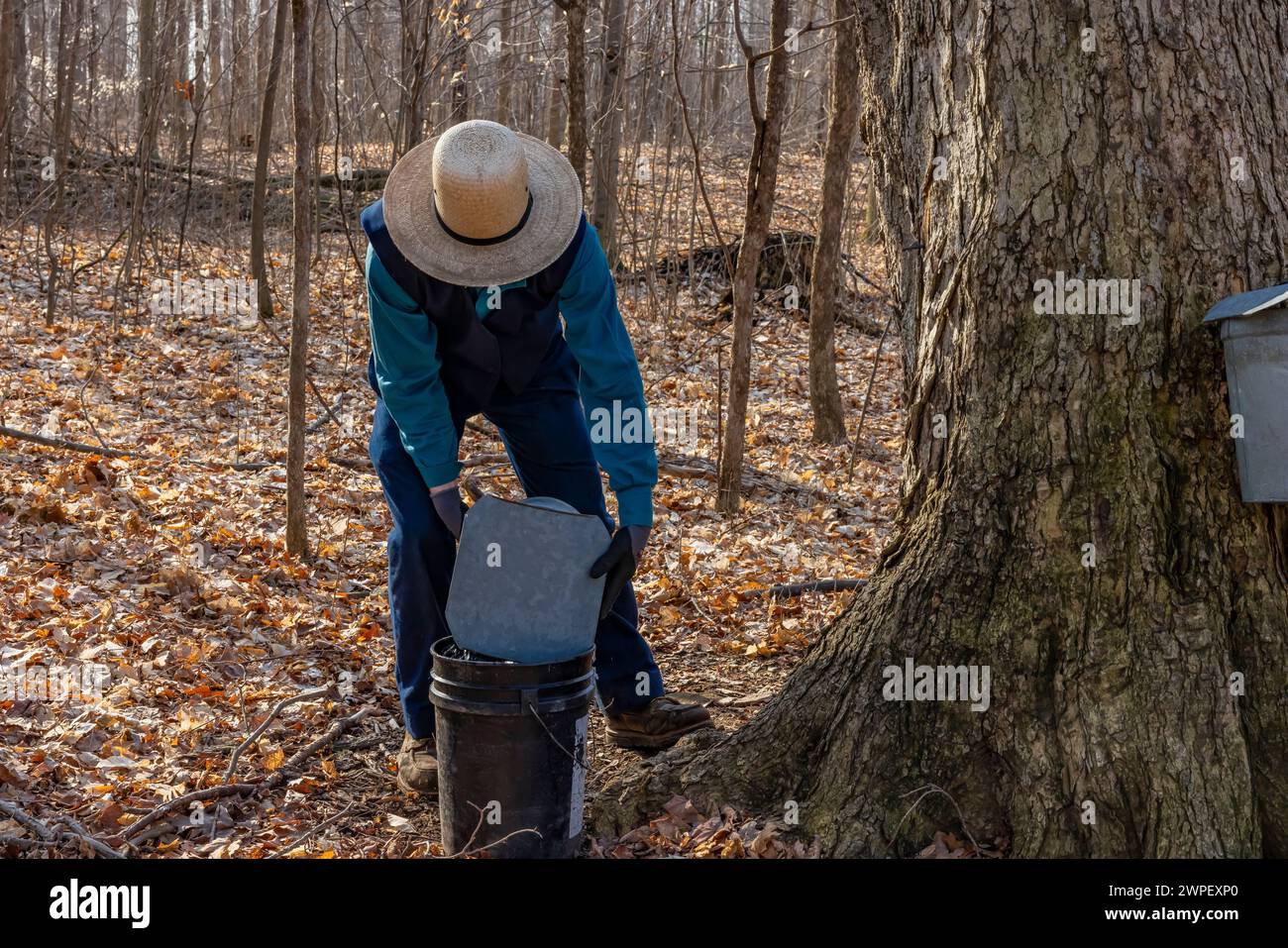 Junger Mann, der Ahorn-sap-Eimer auf einer Amish-Farm in Michigan, USA leert [keine Modellveröffentlichung; nur redaktionelle Lizenzierung] Stockfoto