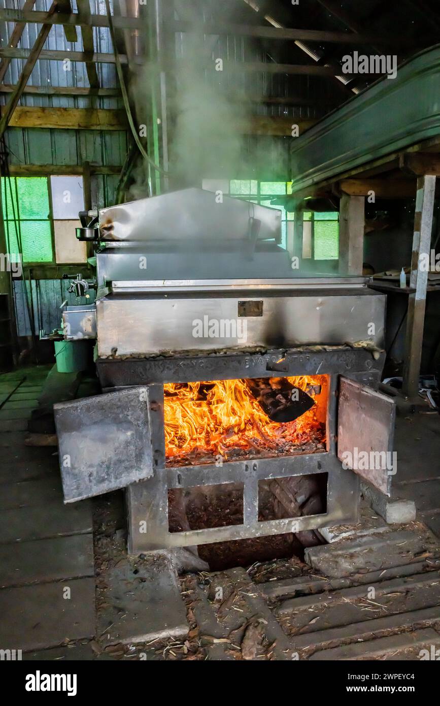 Brennkammer unter Verdampfer mit Holz in sugarhouse, Verarbeitung von ahornsaft zu Sirup auf einer Amischen Farm in Michigan, USA [keine Freigabe des Eigentums; bearbeiten Stockfoto