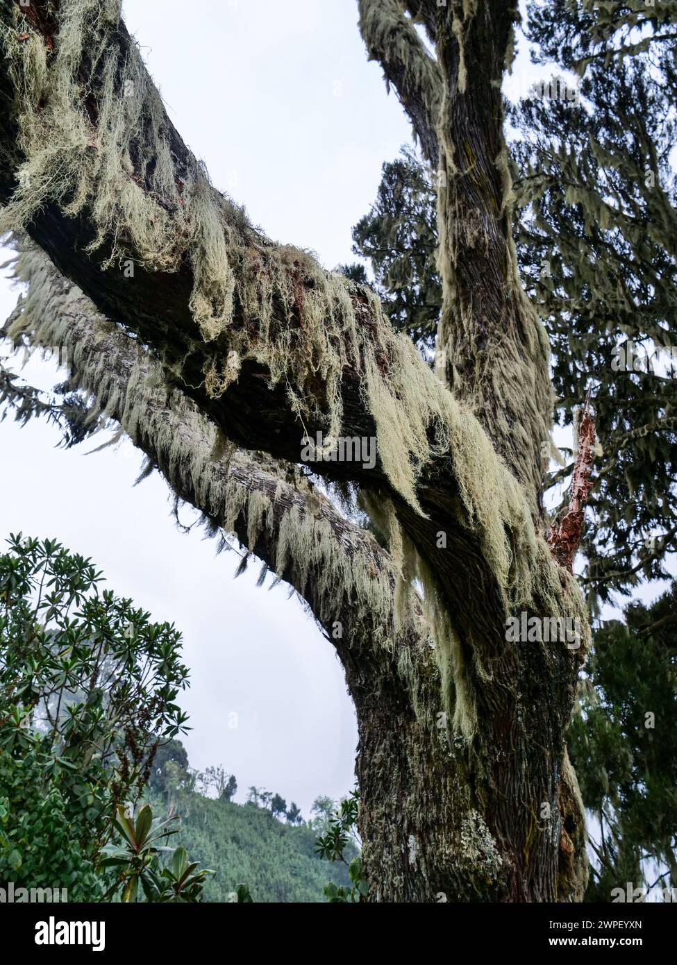 Bärtige Flechte (usnea longissimaim) in den Rwenzori-Bergen. Man kann sie auf dem Kilembe Trail sehen. Stockfoto