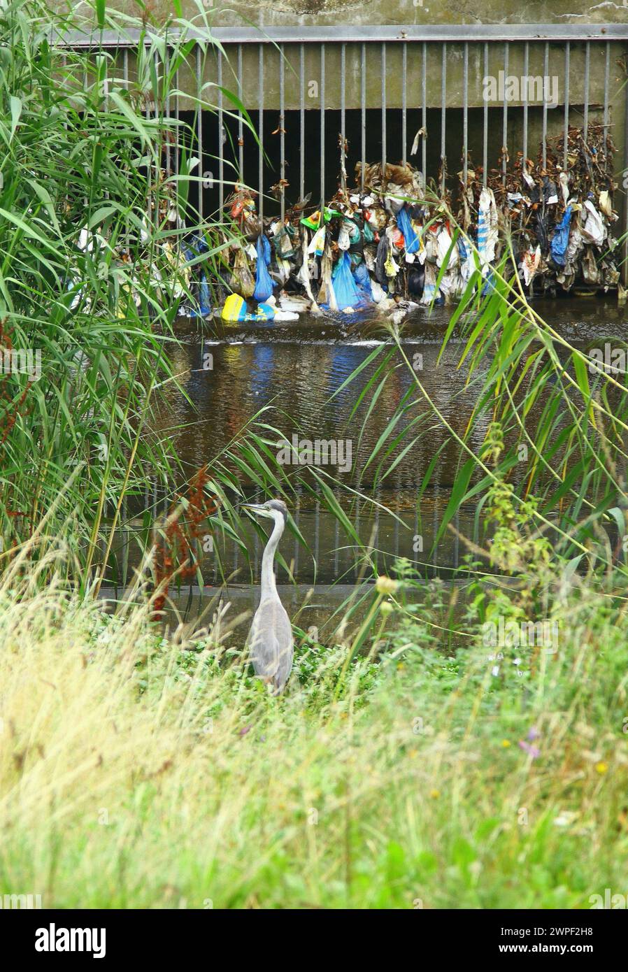Tun Sie Ihren Schwestern Kindern einen Gefallen, indem Sie so viel Plastik wie möglich entsorgen und recyceln, es ist auch ihre Welt. Tritt nicht die Dose die Straße runter. Stockfoto