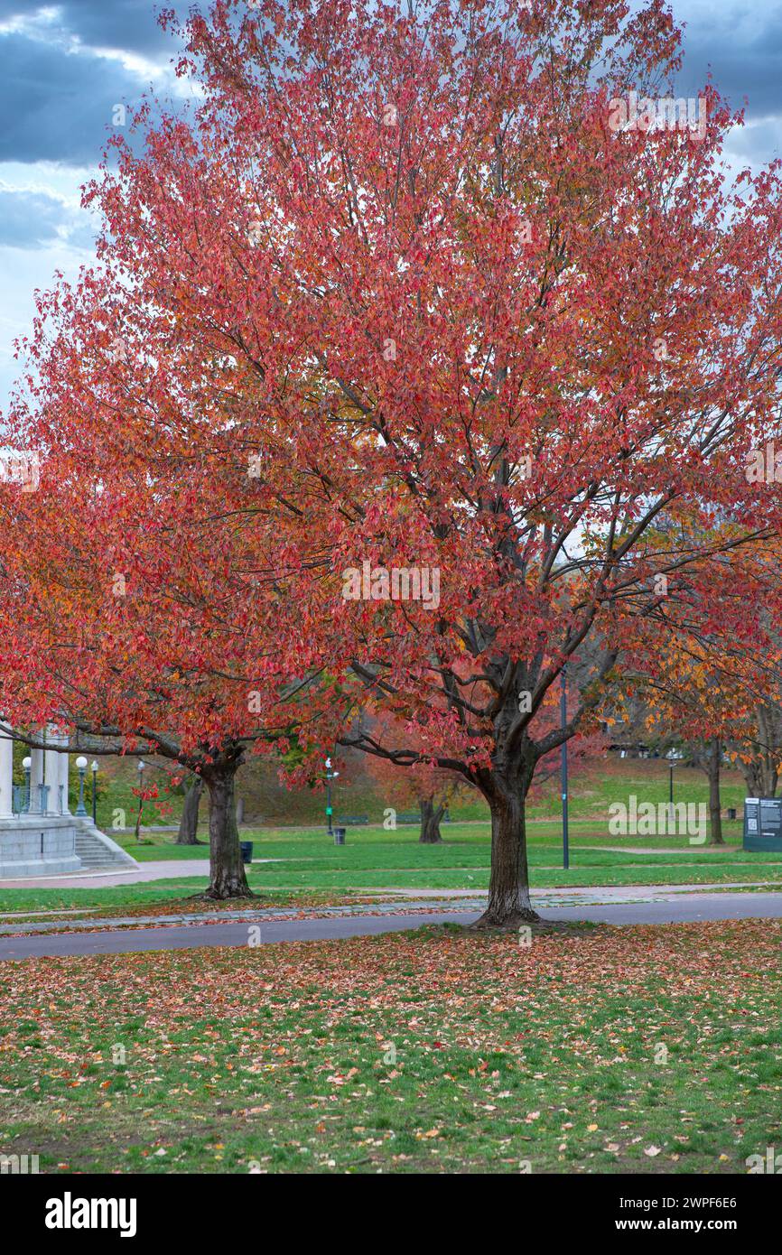 Roter Herbstbaum im Boston Public Garden, Boston, Massachusetts, USA. Stockfoto