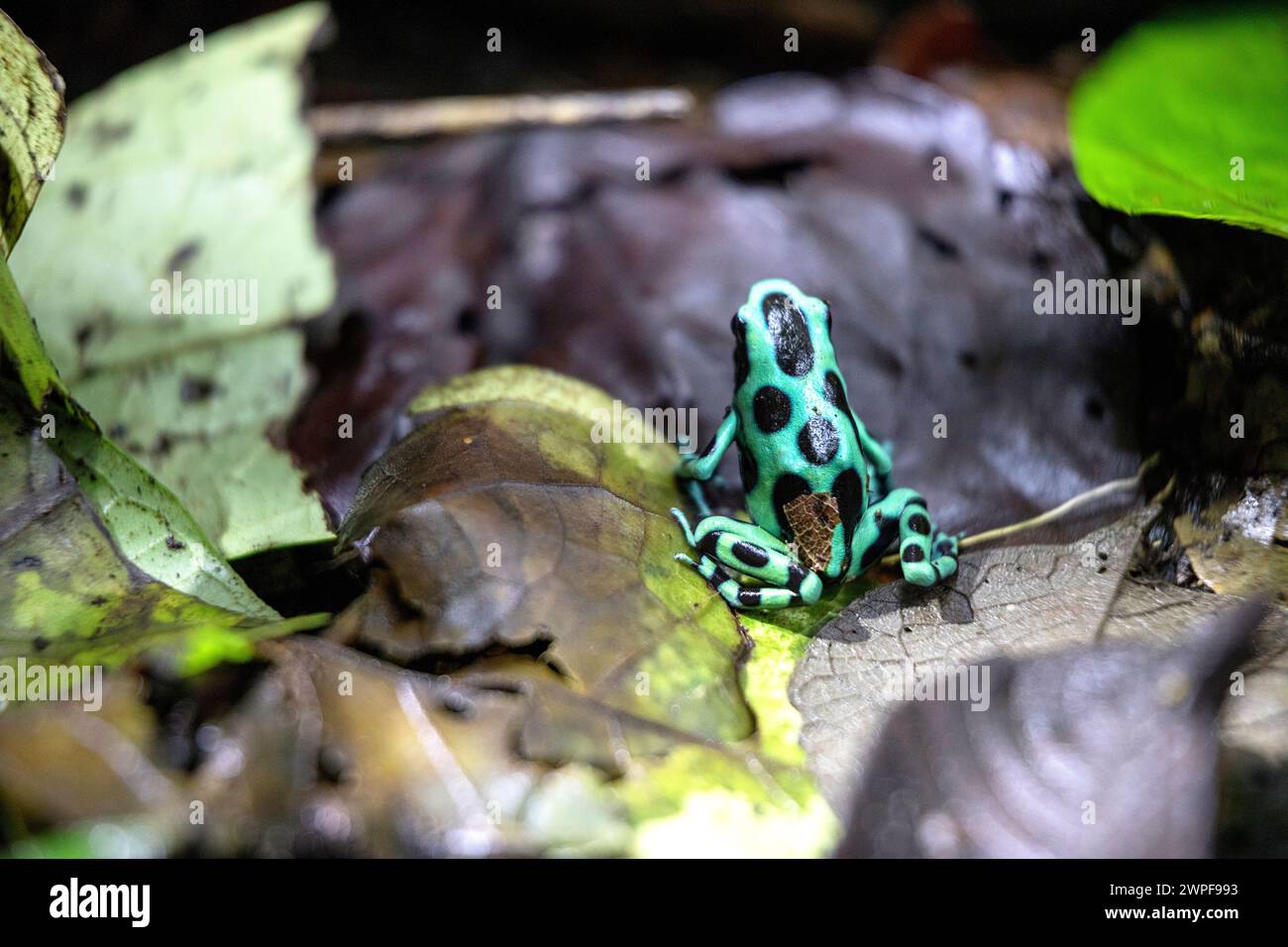 Wunderschöner grün-schwarzer Giftpfeilfrosch (Dendrobates auratus) in seiner natürlichen Umgebung auf der Insel San Cristobal, Bocas del toro, Panama Stockfoto