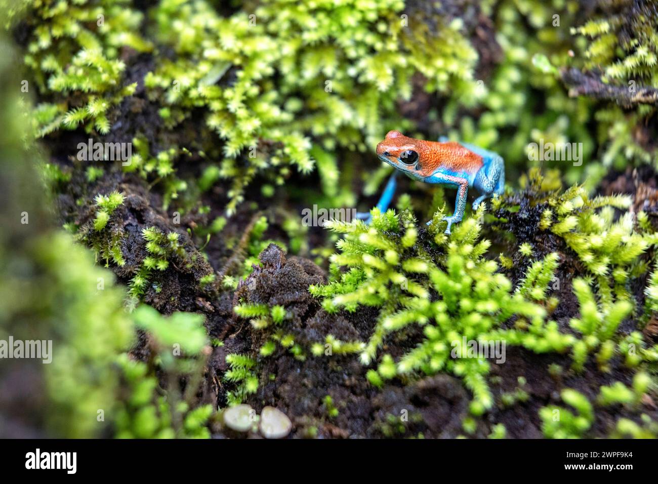Farbenfroher Pfeilgiftfrosch im tropischen Regenwald von Bocas del Toro, Panama, der lebendige Amphibienwelt und die bemerkenswerte Biodiversität zur Schau stellt Stockfoto