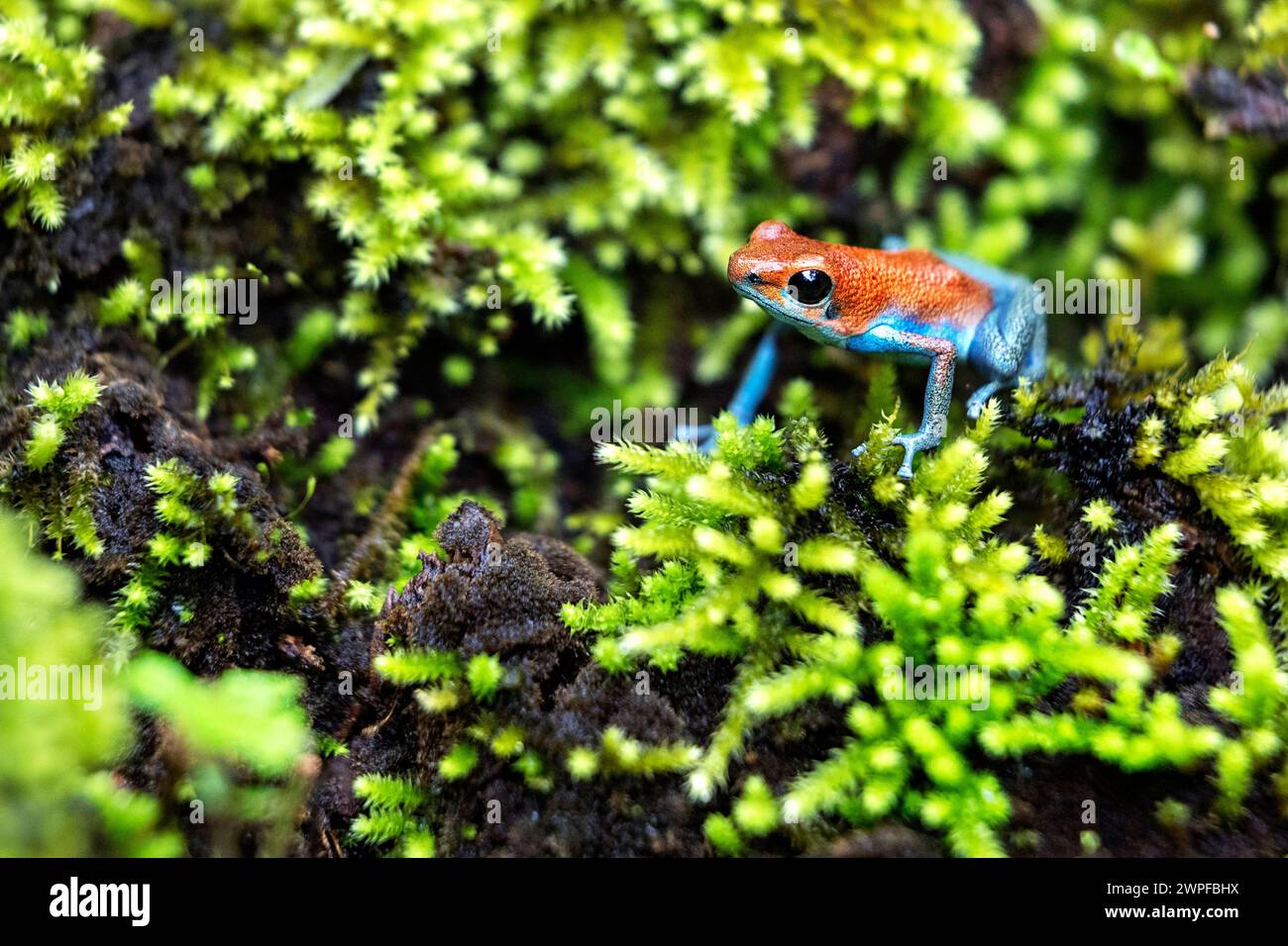 Farbenfroher Pfeilgiftfrosch im tropischen Regenwald von Bocas del Toro, Panama, der lebendige Amphibienwelt und die bemerkenswerte Biodiversität zur Schau stellt Stockfoto