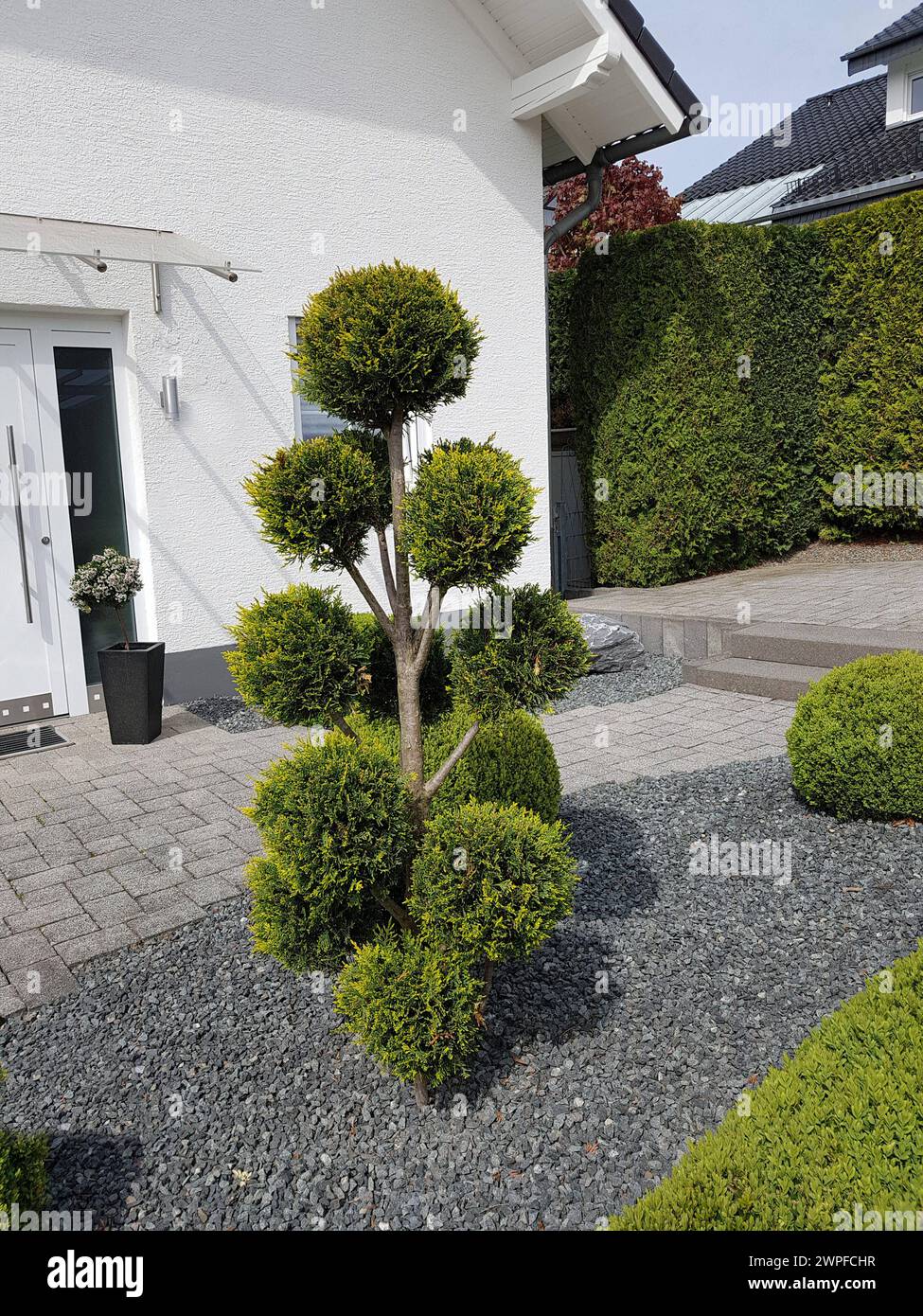 Thuja topiary -Fotos und -Bildmaterial in hoher Auflsung  Alamy