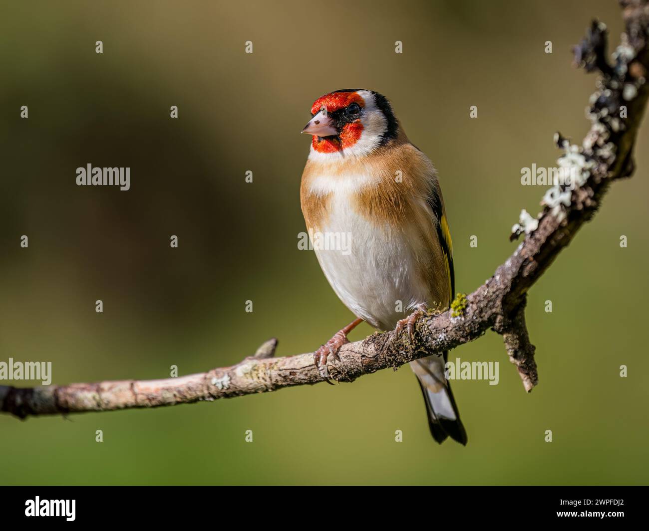 Goldfinch auf der Suche im Spätwinter in Mittelwales Stockfoto