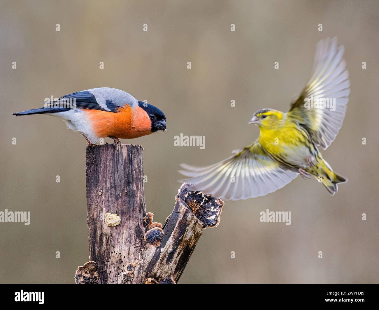 Männliche Bullfinken- und Siselzänke im Spätwinter in Mittelwales Stockfoto