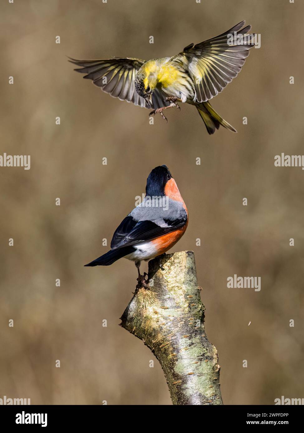 Männliche Bullfinken- und Siselzänke im Spätwinter in Mittelwales Stockfoto