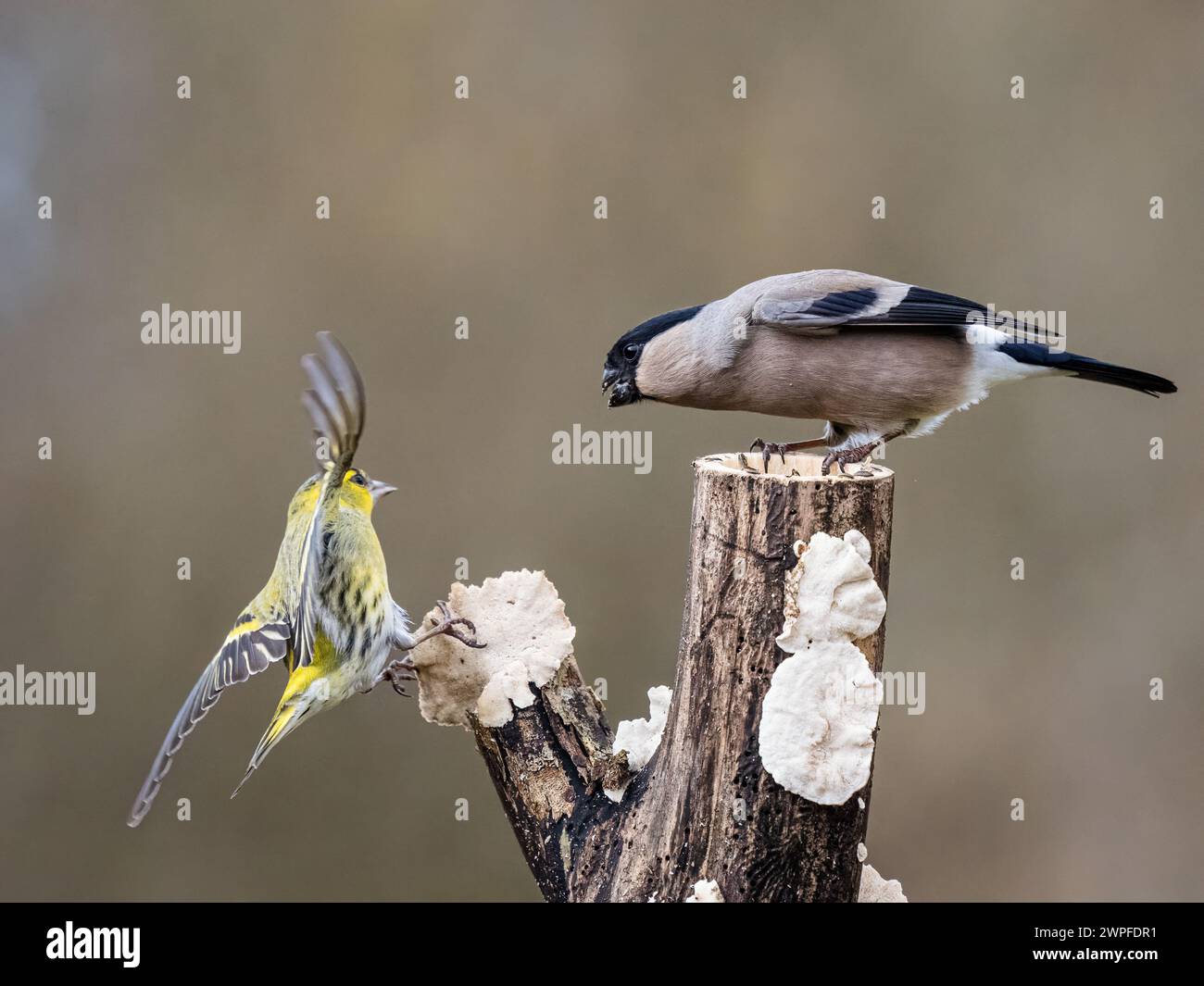 Weibliches Bullfink- und Siselzändel im Spätwinter in Mittelwales Stockfoto