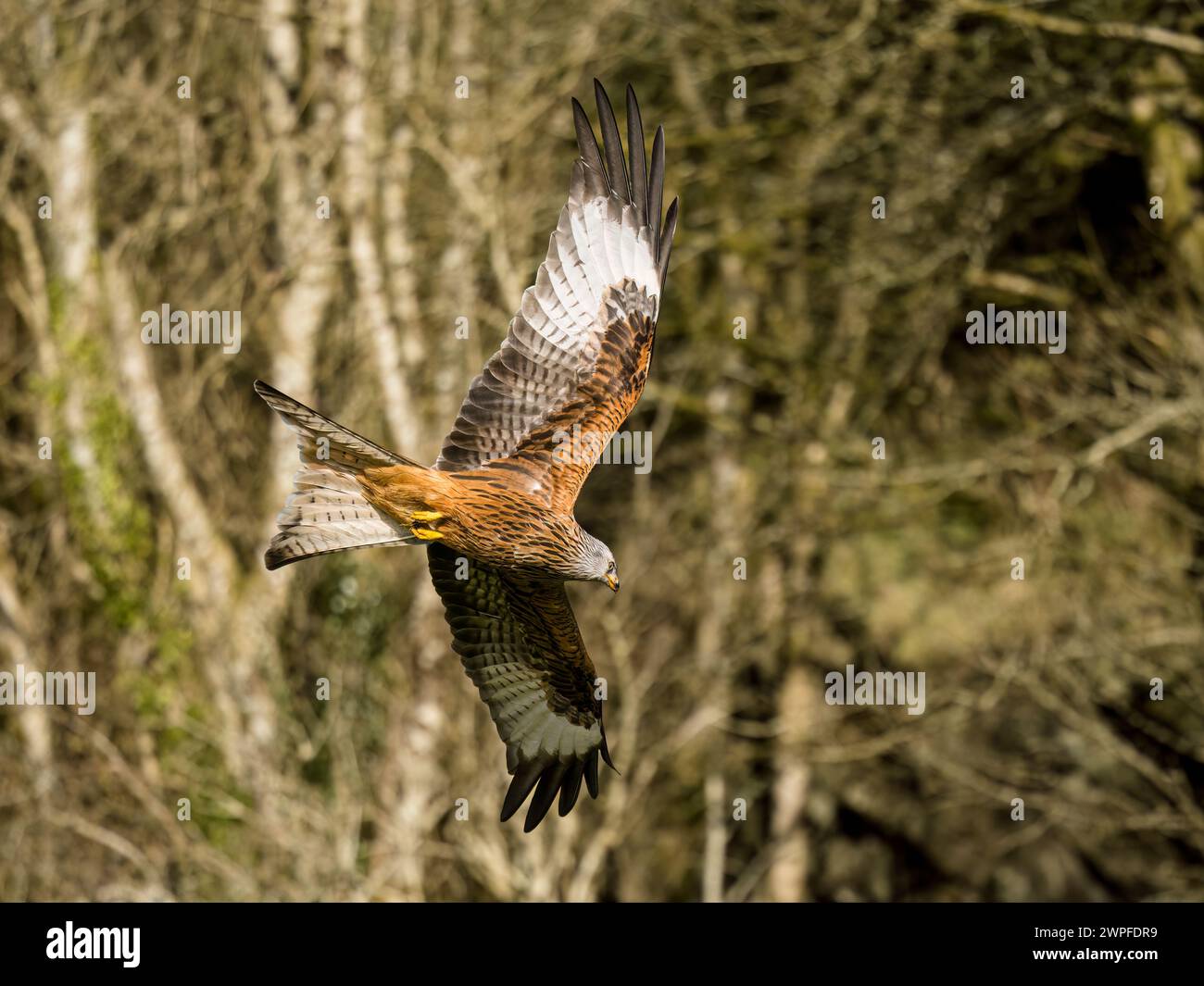 Roter Drachen auf der Suche im Spätwinter in mittlerem Wales Stockfoto