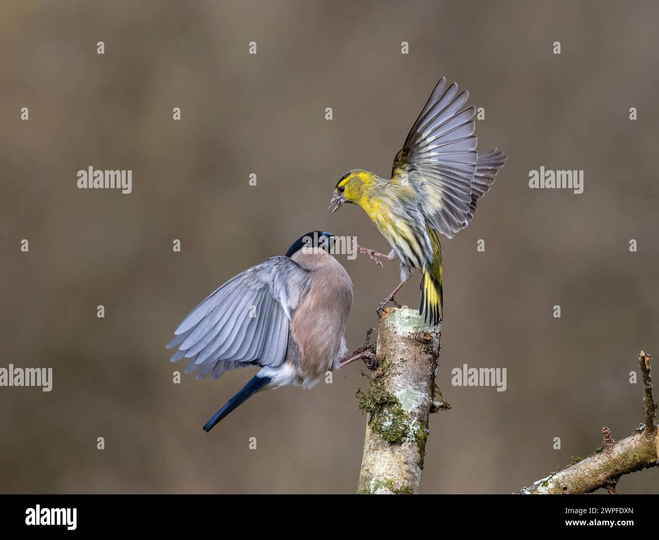 Weibliches Bullfink- und Siselzändel im Spätwinter in Mittelwales Stockfoto