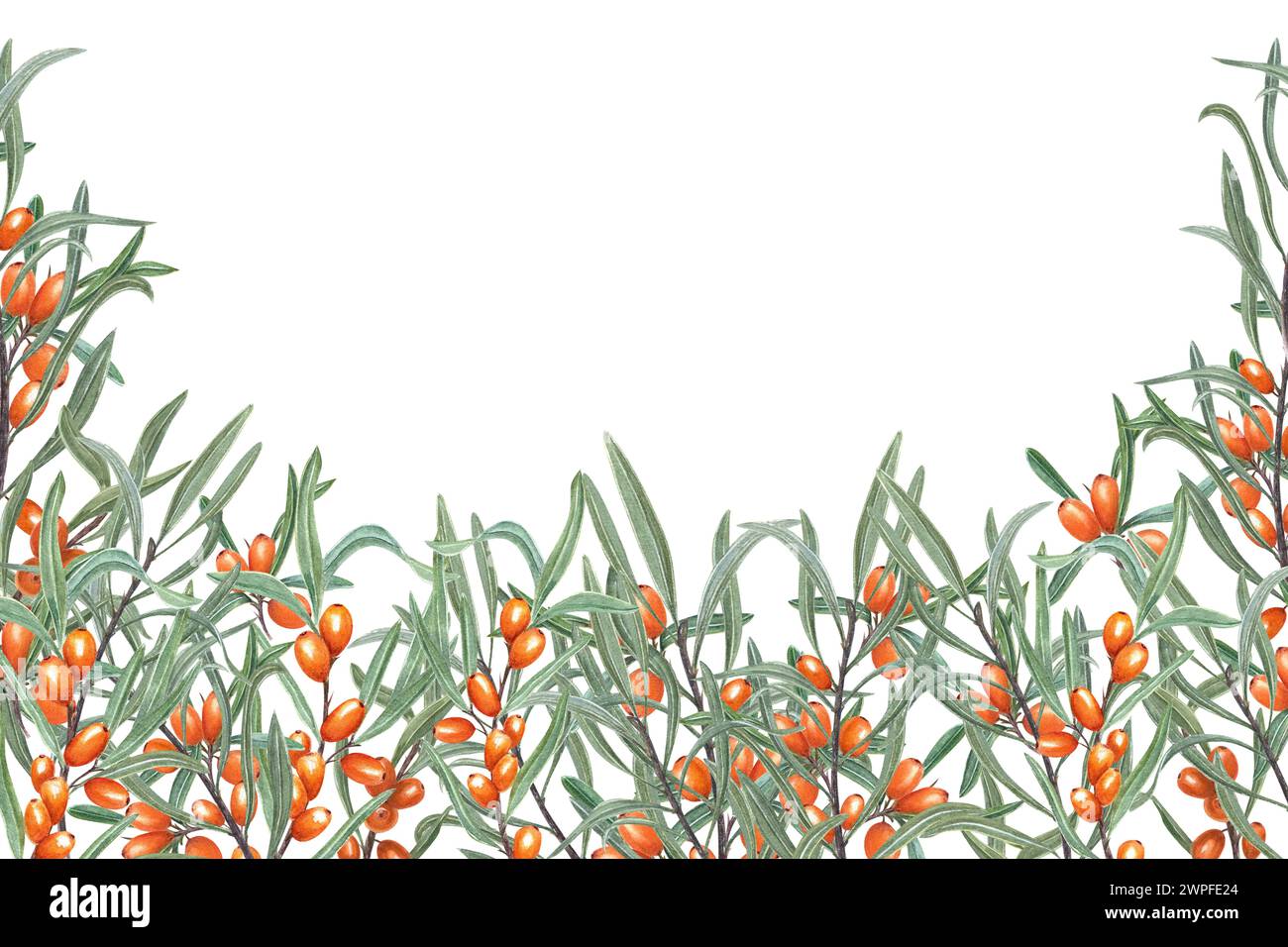 Heller Sanddorn. Reife Orangenbeeren mit grünen Blättern. Üppige Zweige. Rhamnoides, Sallowthorn, Sanddorn. Aquarellabbildung. Rahmen Stockfoto