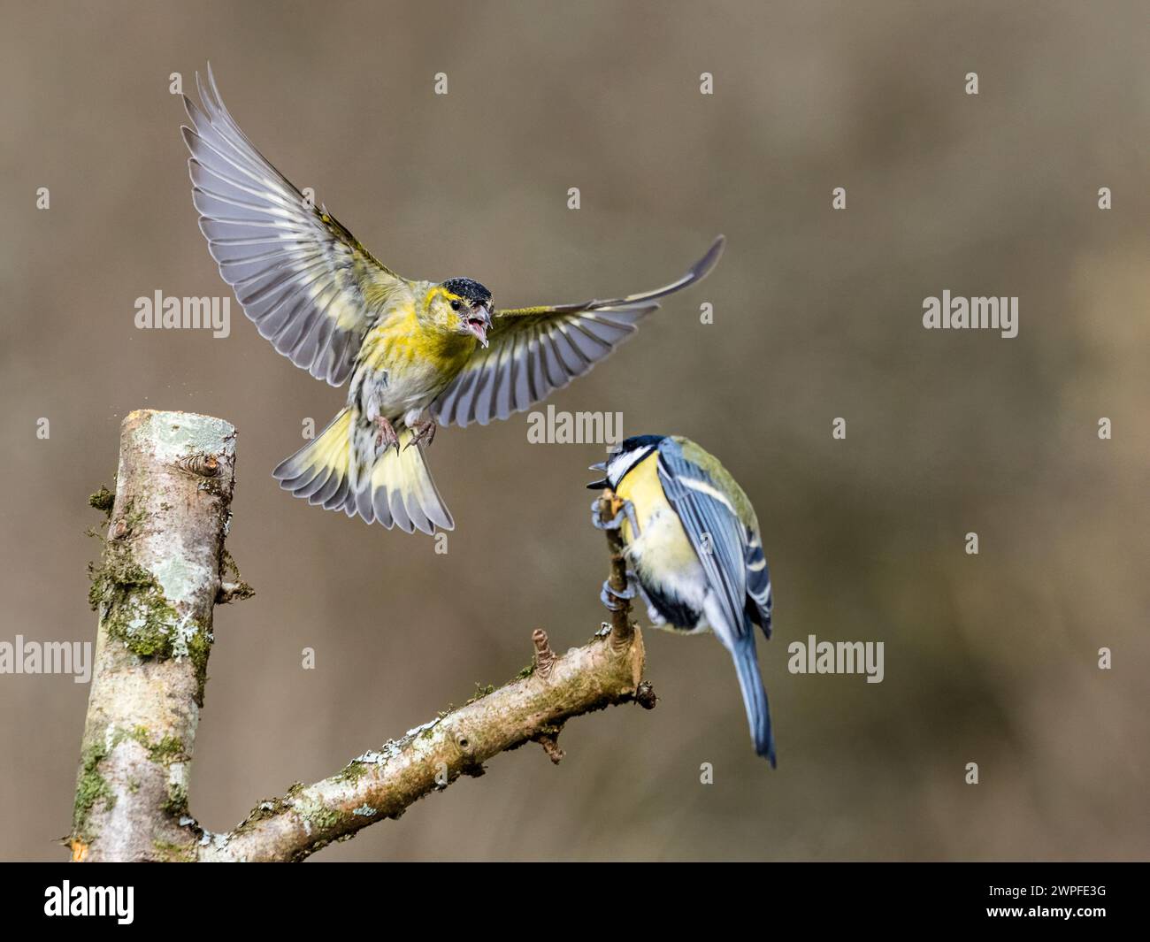 Große Titten und Sisskin streiten im Spätwinter in Mitte Wales Stockfoto