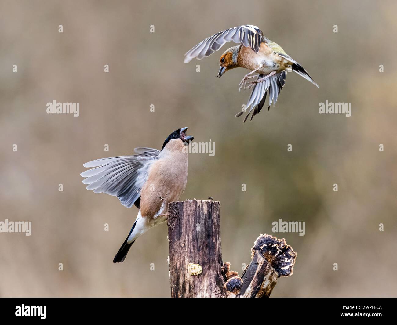 Bullfink- und Siselzändel im Spätwinter in Mittelwales Stockfoto