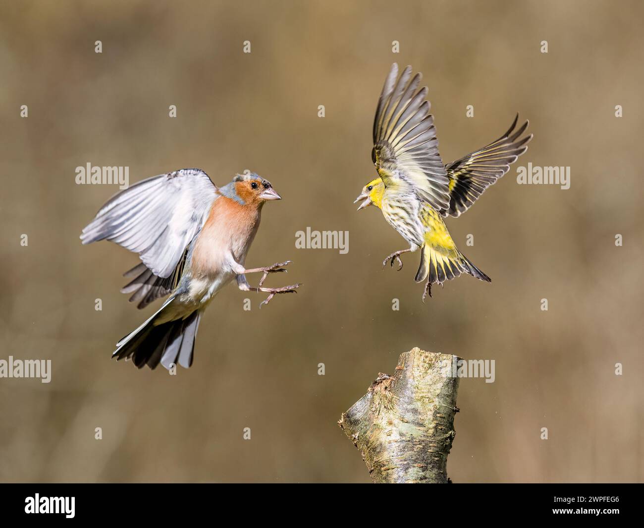 Kaffin- und Siselzändel im Spätwinter in Mittelwales Stockfoto