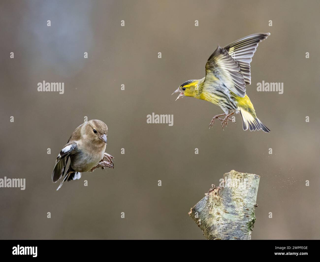 Kaffin- und Siselzändel im Spätwinter in Mittelwales Stockfoto