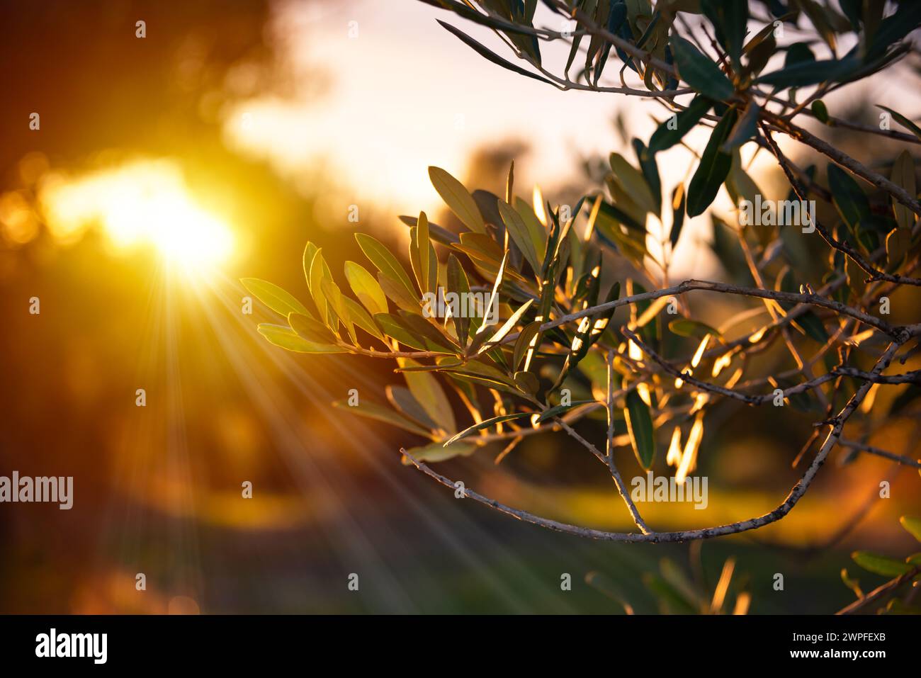 Von der Sonne erleuchtete Olivenzweige Stockfoto