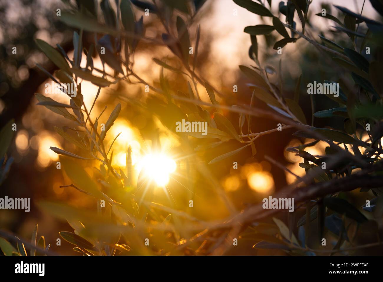 Von der Sonne erleuchtete Olivenzweige Stockfoto