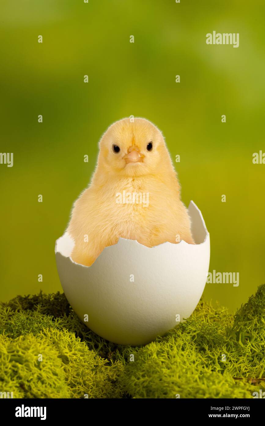 Osterbild eines lustigen kleinen Kükens, das in einem zerbrochenen Ei sitzt Stockfoto