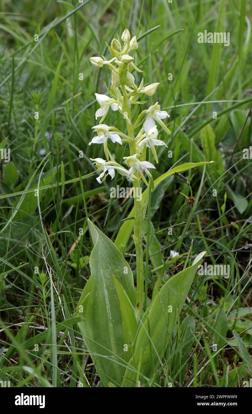 Große Schmetterling-Orchidee, Platanthera chlorantha, Orchidaceae. Die größere Schmetterlingsorchidee ist eine hohe Orchidee aus Heuwiesen und Grasland. Stockfoto