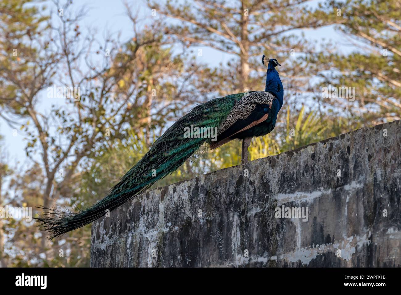 Ein farbenfroher Pfau mit langem Schwanz in den San Anton Gardens in Attard, Malta Stockfoto