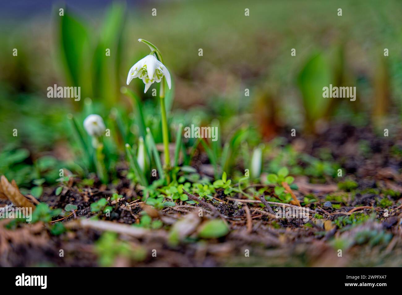 Makroaufnahme aus der Blüte eines Schneeglöckchens (Galanthus Amaryllidaceae) im Winter. Stockfoto