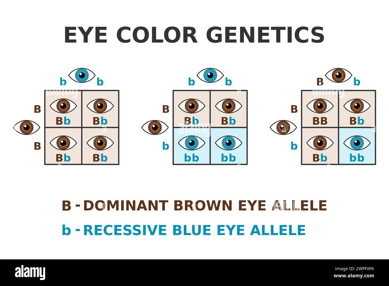 Augenfarbgenetik. Braune Augen und blaue Augen kreuzen sich. Dominantes braunes Allel. Rezessives blaues Allel. Punnett Square. Mendel-Erbschaft. Vektor Stock Vektor