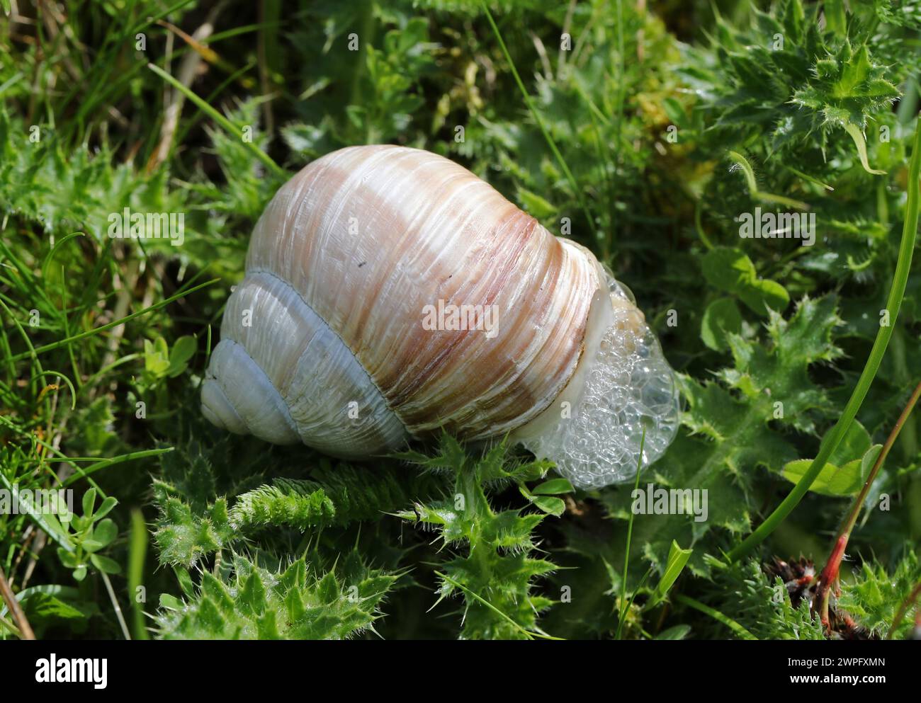 Große römische Schnecke, römische Schnecke, Burgunderschnecke, essbare Schnecke oder Escargot, Helix pomatia, Helicidae. Stockfoto