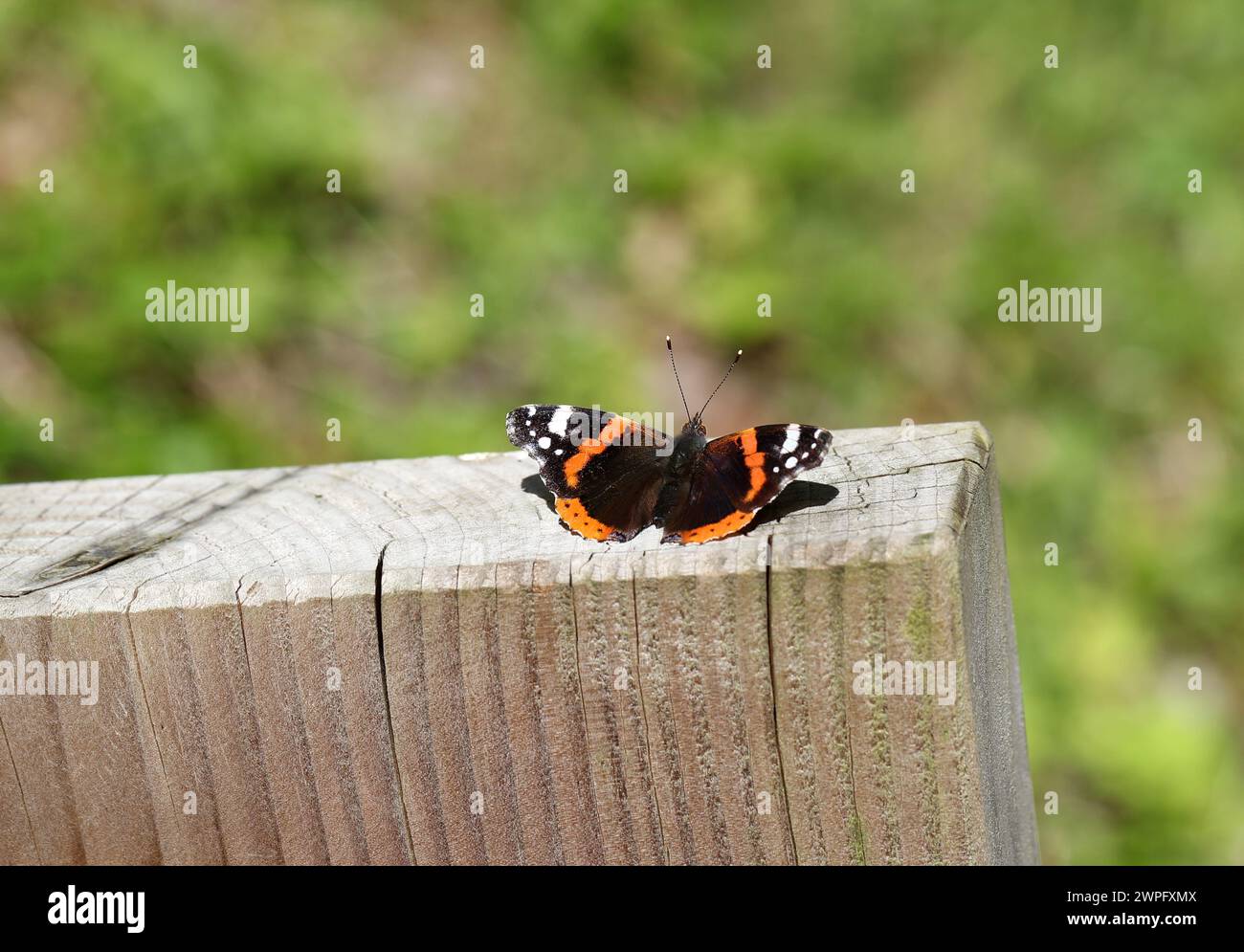 Roter Admiral Schmetterling, Vanessa atalanta, Nymphalidae. Sonnenbaden auf einem Zaunpfosten. Stockfoto