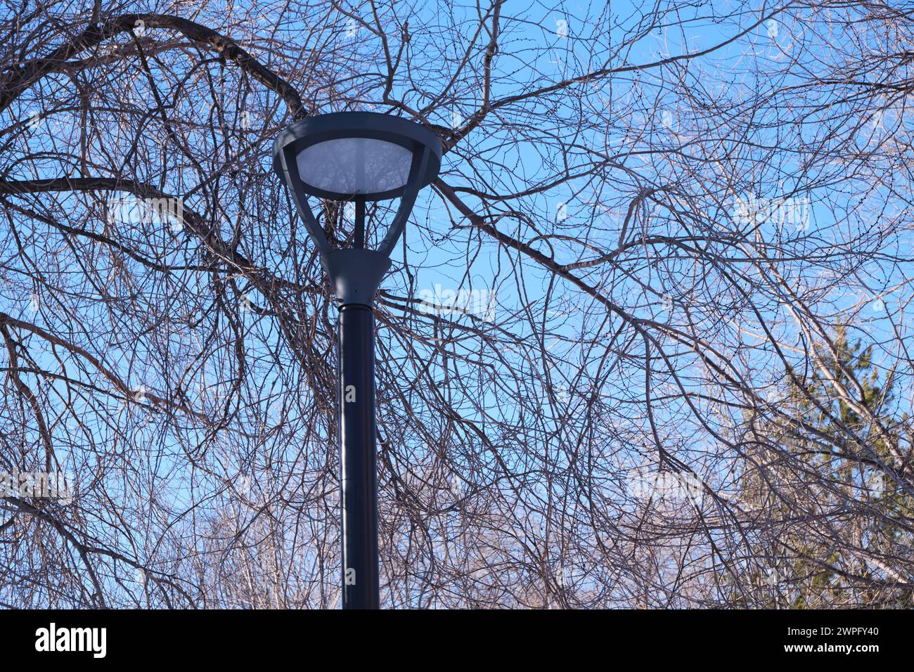 Lampenpfosten vor blauem Himmel und Baumzweigen Stockfoto