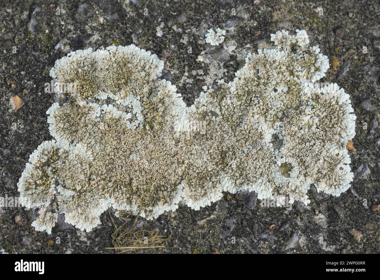 Natürliche Nahaufnahme einer weißen Flechtenart, die auf Stein wächst, Lecanora muralis Stockfoto